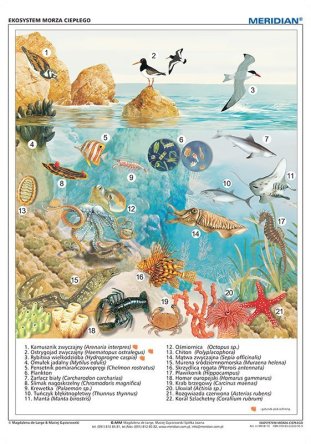 Ścienna plansza do biologii przedstawiająca ekosystem morza ciepłego