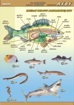 Ryby – budowa anatomiczna - ścienna plansza dydaktyczna