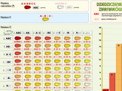 Podstawy genetyki - dziedziczenie wielogenowe - 2