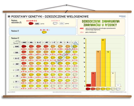 Podstawy genetyki - dziedziczenie wielogenowe