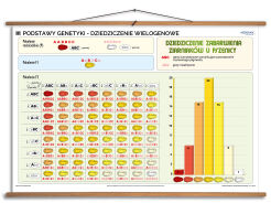 Podstawy genetyki - dziedziczenie wielogenowe