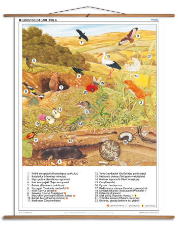 Ekosystem łąki i pola