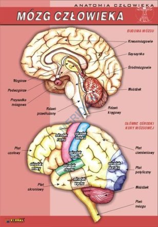 Mózg człowieka - ścienna plansza dydaktyczna