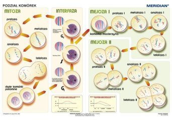 Podstawy genetyki - podział komórek - ścienna plansza dydaktyczna 