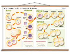 Podstawy genetyki - podział komórek