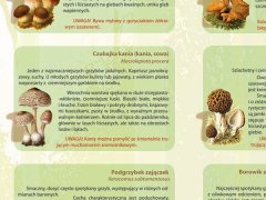Ścienna plansza szkolna do biologii, z cyklu bioróżnorodność Polski przedstawiająca 21 gatunków grzybów jadalnych spotykanych w naszych lasach i na łąkach. 