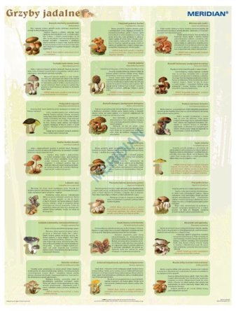 Ścienna plansza szkolna do biologii, z cyklu bioróżnorodność Polski przedstawiająca 21 gatunków grzybów jadalnych spotykanych w naszych lasach i na łąkach. 