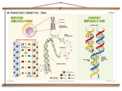 Podstawy genetyki - rabatowy komplet 5 plansz dydaktycznych - 2