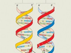 Komplet 5 ściennych plansz szkolnych do biologii przedstawiających przystępnie podstawowe zagadnienia z genetyki. 