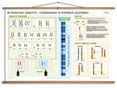 Podstawy genetyki - rabatowy komplet 5 plansz dydaktycznych - 4
