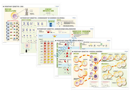 Podstawy genetyki - rabatowy komplet 5 plansz dydaktycznych