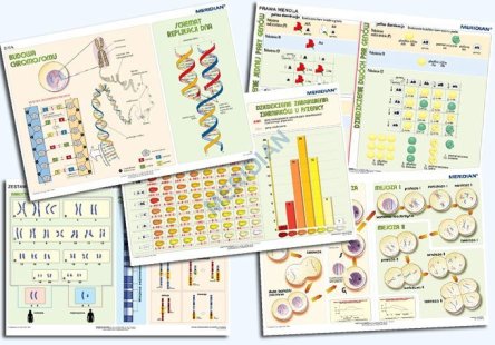 Komplet 5 ściennych plansz szkolnych do biologii przedstawiających przystępnie podstawowe zagadnienia z genetyki. 