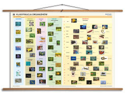 Klasyfikacja organizmów