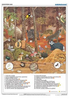 Ekosystem lasu - ścienna plansza dydaktyczna