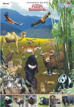 Zwierzęta świata - Azja Środkowa - ścienna plansza dydaktyczna