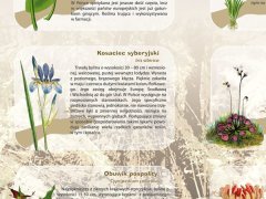 Ścienna plansza szkolna do biologii z cyklu bioróżnorodność Polski, przedstawiająca 21 gatunków roślin chronionych.
