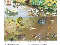 Ekosystem jeziora - 2