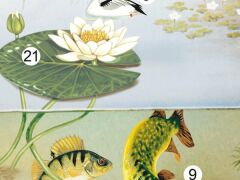 Ścienna plansza szkolna do biologii przedstawiająca ekosystem jeziora. 