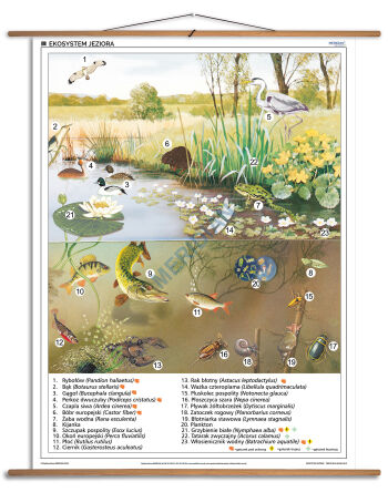Ekosystem jeziora