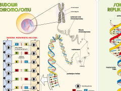 Podstawy genetyki - DNA - 2