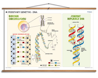 Podstawy genetyki - DNA
