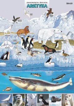 Zwierzęta świata - Arktyka - ścienna plansza dydaktyczna
