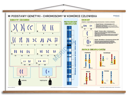 Podstawy genetyki - chromosomy w komórce człowieka