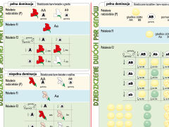 Podstawy genetyki - prawa Mendla - 2