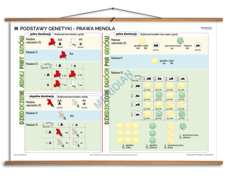 Podstawy genetyki - prawa Mendla