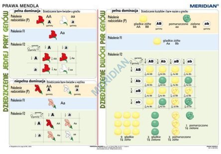 Podstawy Genetyki - Prawa Mendla ścienna Plansza Dydaktyczna