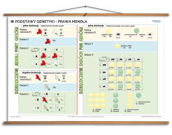Podstawy genetyki - prawa Mendla