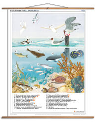 Ekosystem Morza Bałtyckiego