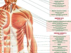 Dwustronna ścienna plansza szkolna przedstawiająca układ mięśniowy człowieka. 
