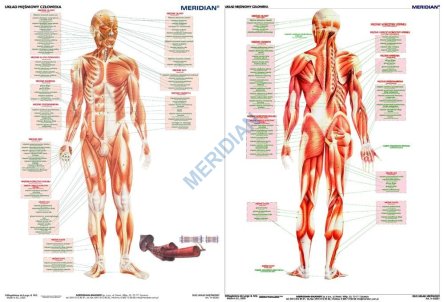 Dwustronna ścienna plansza szkolna przedstawiająca układ mięśniowy człowieka. 