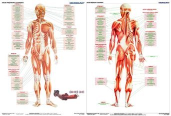 DUO Układ mięśniowy człowieka -  ścienna plansza dydaktyczna