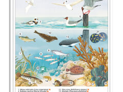 Ekosystemy - rabatowy komplet 5 plansz dydaktycznych - 2