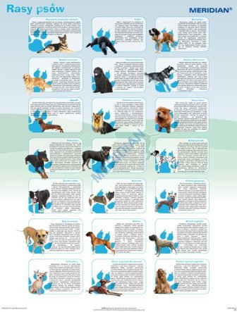 Ścienna plansza szkolna do biologii i przyrody przedstawiająca 21 ras psów.