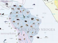 Ścienna mapa szkolna przedstawiająca podział świata zwierzęcego na królestwa, krainy i dzielnice zoogeograficzne.