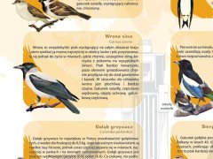 Ścienna plansza szkolna do biologii z cyklu bioróżnorodność Polski, przedstawiająca 21 gatunków ptaków, które możemy spotkać w naszych miastach.