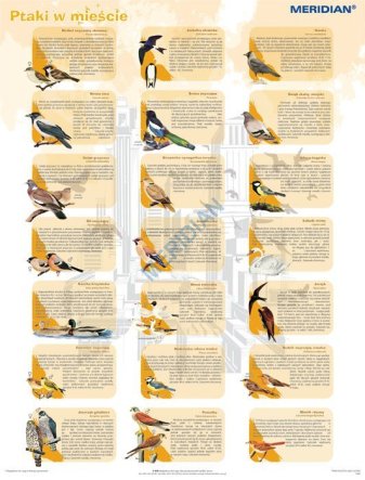 Ścienna plansza szkolna do biologii z cyklu bioróżnorodność Polski, przedstawiająca 21 gatunków ptaków, które możemy spotkać w naszych miastach.