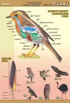 Ptaki  - budowa anatomiczna - ścienna plansza dydaktyczna