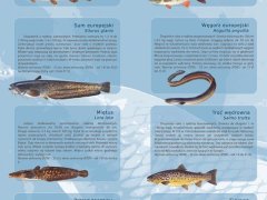 Ścienna plansza szkolna do biologii przedstawiająca 21 gatunków ryb słodkowodnych