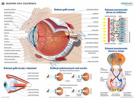 Budowa oka -  ścienna plansza dydaktyczna