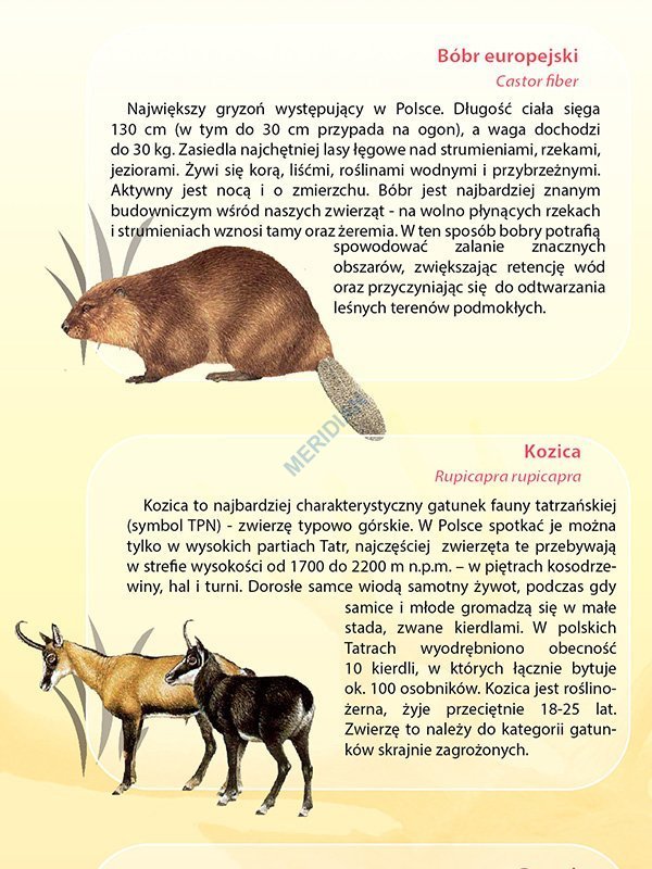 Zwierzęta Chronione W Polsce