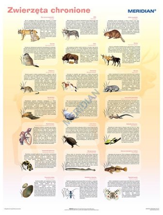 Ścienna plansza szkolna do biologii z cyklu bioróżnorodność Polski, przedstawiająca 21 gatunków zwierząt chronionych w Polsce.