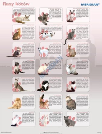 Ścienna plansza szkolna do biologii i przyrody przedstawiająca 21 ras kotów.
