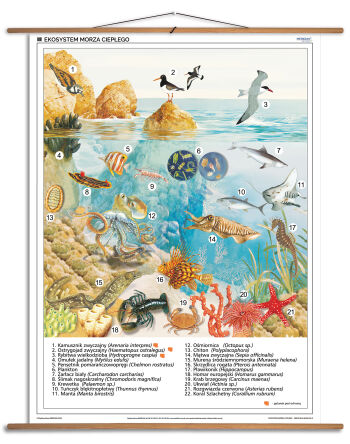Ekosystem morza ciepłego