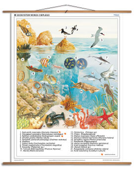 Ekosystem morza ciepłego