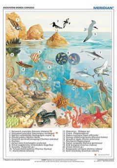 Ekosystem morza ciepłego - ścienna plansza dydaktyczna