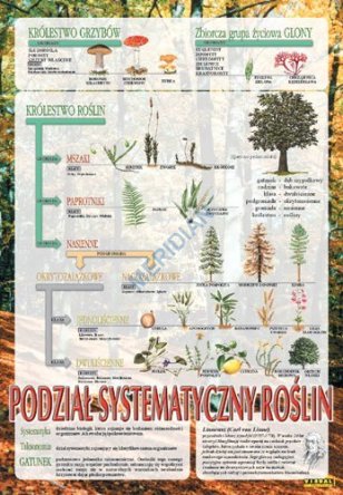 Systematyka roślin - ścienna plansza dydaktyczna